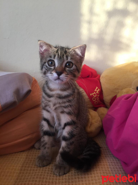 British Shorthair, Kedi  LUCY fotoğrafı