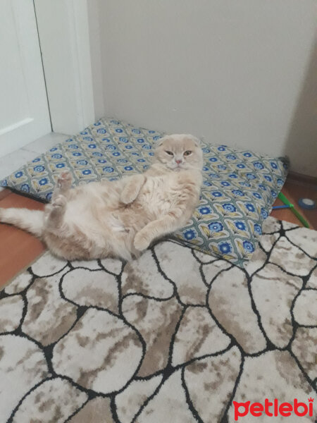 Scottish Fold, Kedi  Bal fotoğrafı