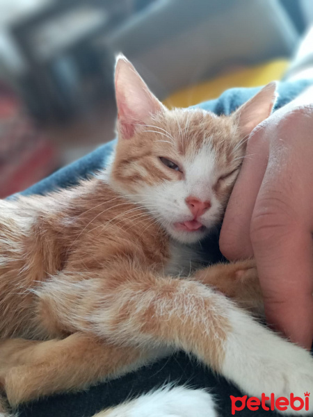 Tekir Kedi, Kedi  Mia fotoğrafı