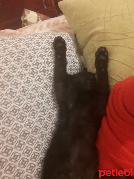 Bombay, Kedi  PAN fotoğrafı
