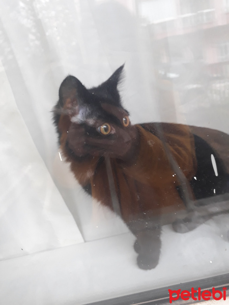 Bombay, Kedi  PAN fotoğrafı