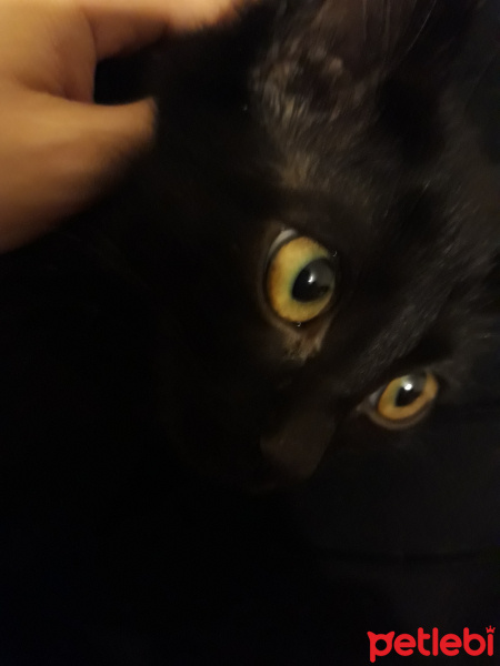 Bombay, Kedi  PAN fotoğrafı