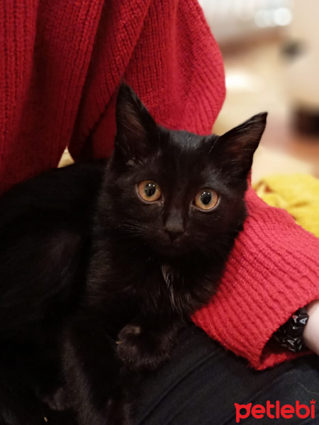 Bombay, Kedi  PAN fotoğrafı