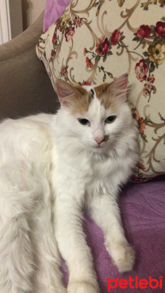 Van Kedisi, Kedi  Luna fotoğrafı