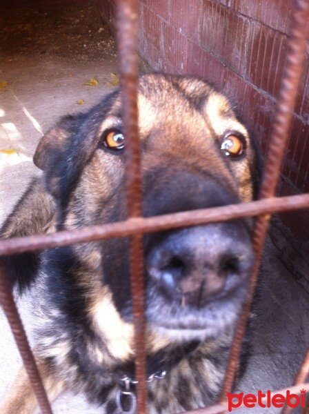 Alman Çoban Köpeği, Köpek  Zeus fotoğrafı