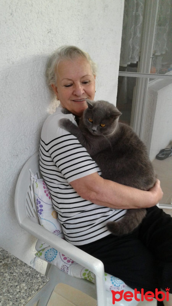 British Shorthair, Kedi  Bulut fotoğrafı