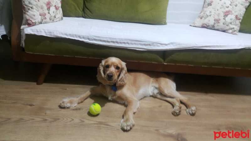 Amerikan Cocker Spaniel, Köpek  CHESS fotoğrafı