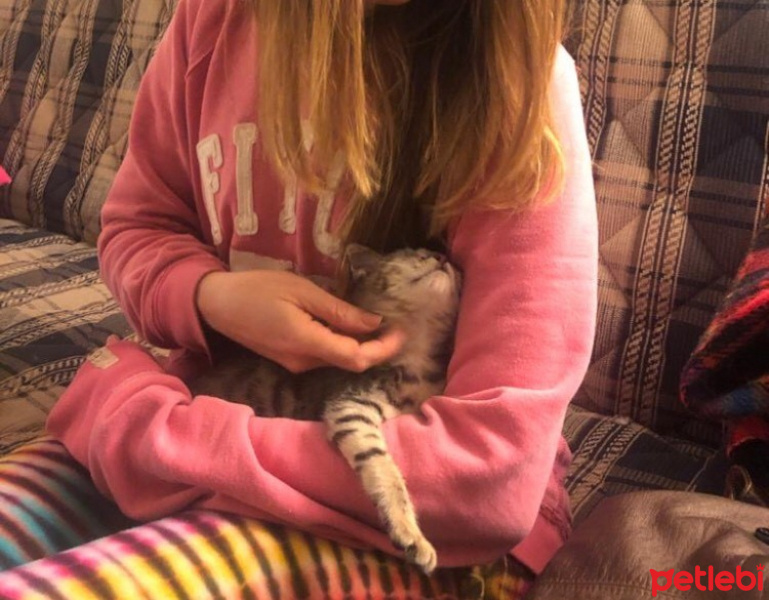 Tekir Kedi, Kedi  minişimize yuva arıyoruz,İstanbul fotoğrafı