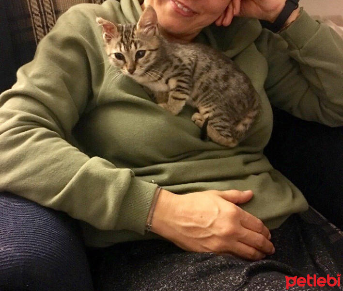 Tekir Kedi, Kedi  minişimize yuva arıyoruz,İstanbul fotoğrafı
