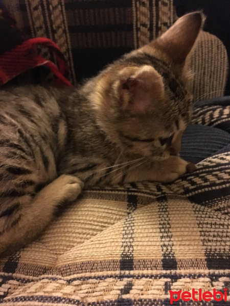 Tekir Kedi, Kedi  minişimize yuva arıyoruz,İstanbul fotoğrafı