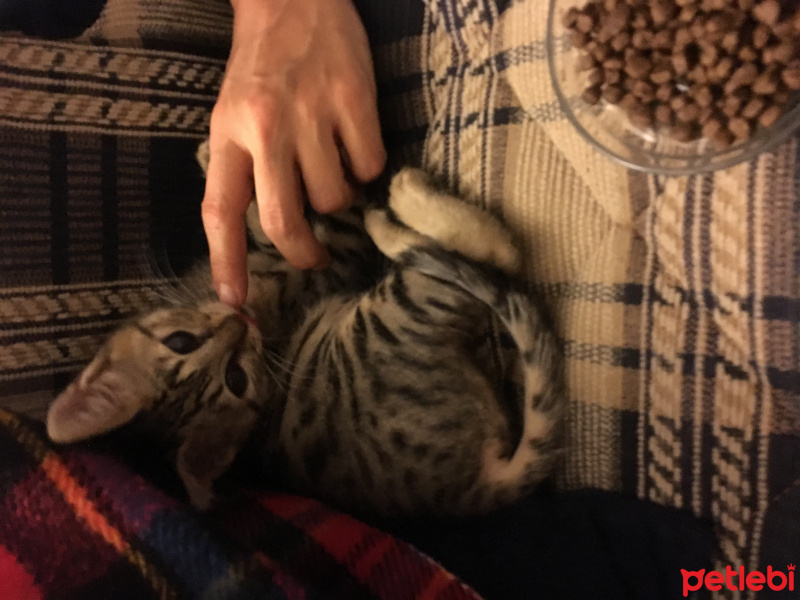 Tekir Kedi, Kedi  minişimize yuva arıyoruz,İstanbul fotoğrafı