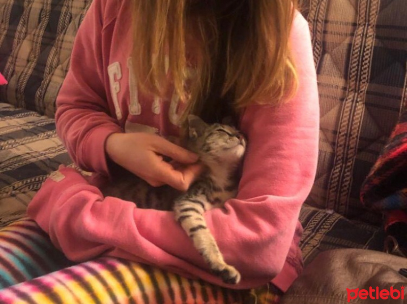 Tekir Kedi, Kedi  minişimize yuva arıyoruz,İstanbul fotoğrafı