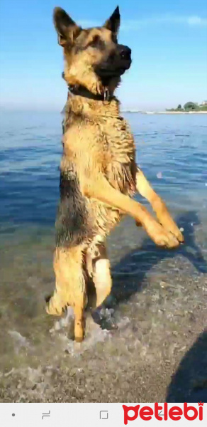 Alman Çoban Köpeği, Köpek  Tekila fotoğrafı