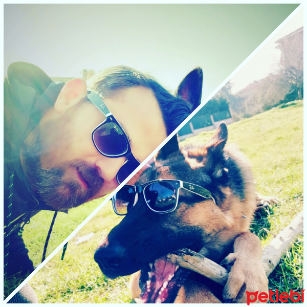 Alman Çoban Köpeği, Köpek  Tekila fotoğrafı