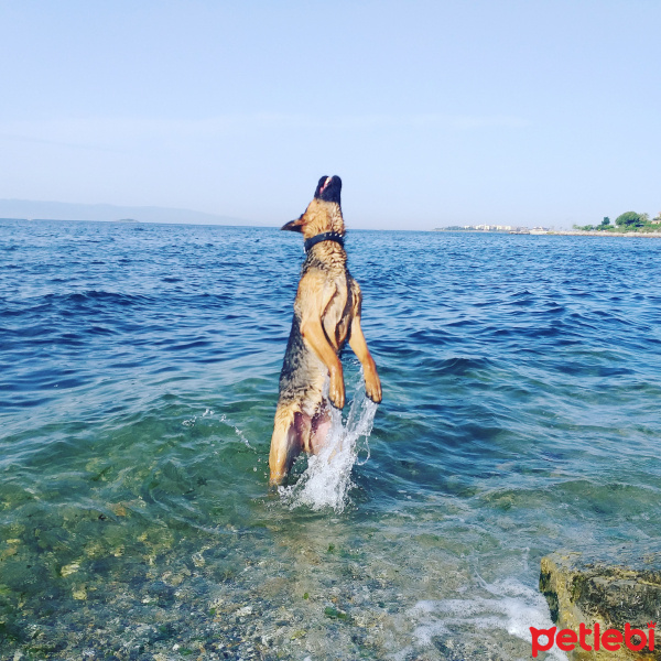 Alman Çoban Köpeği, Köpek  Tekila fotoğrafı