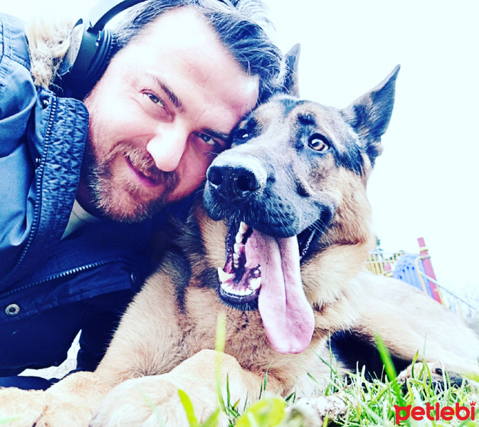 Alman Çoban Köpeği, Köpek  Tekila fotoğrafı
