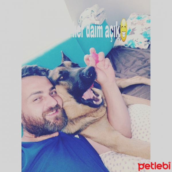 Alman Çoban Köpeği, Köpek  Tekila fotoğrafı