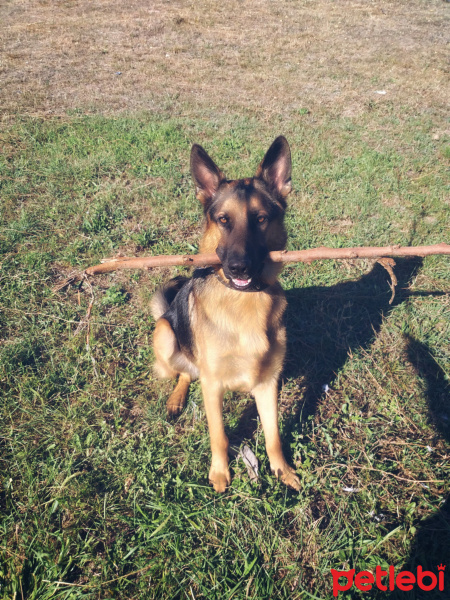 Alman Çoban Köpeği, Köpek  Tekila fotoğrafı