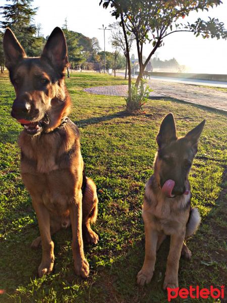 Alman Çoban Köpeği, Köpek  Tekila fotoğrafı