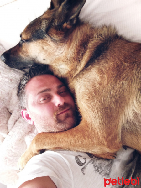 Alman Çoban Köpeği, Köpek  Tekila fotoğrafı