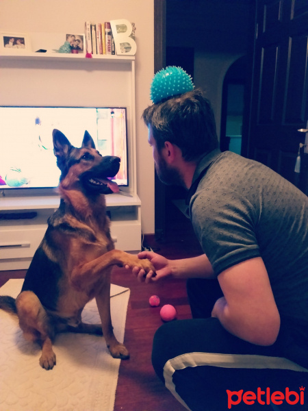 Alman Çoban Köpeği, Köpek  Tekila fotoğrafı