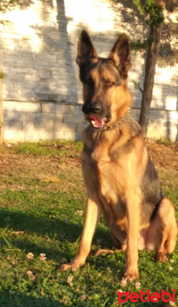 Alman Çoban Köpeği, Köpek  Tekila fotoğrafı