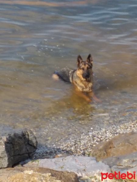 Alman Çoban Köpeği, Köpek  Tekila fotoğrafı