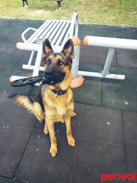 Alman Çoban Köpeği, Köpek  Tekila fotoğrafı