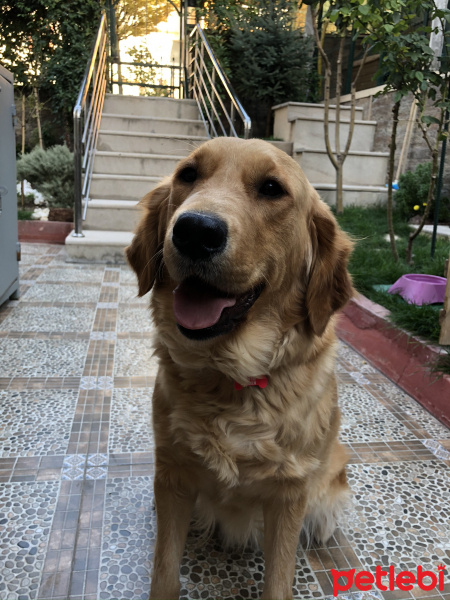 Golden Retriever, Köpek  Pena fotoğrafı