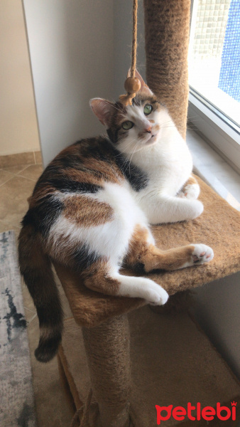 Tekir Kedi, Kedi  Nora fotoğrafı