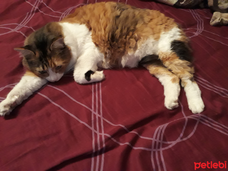 Sarman, Kedi  Sarman fotoğrafı