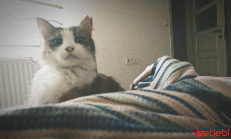 Tekir Kedi, Kedi  Latte fotoğrafı