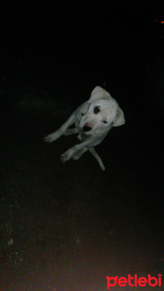 Dogo Arjantin, Köpek  Lord fotoğrafı