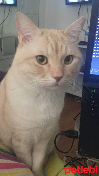 Sarman, Kedi  Saruman fotoğrafı