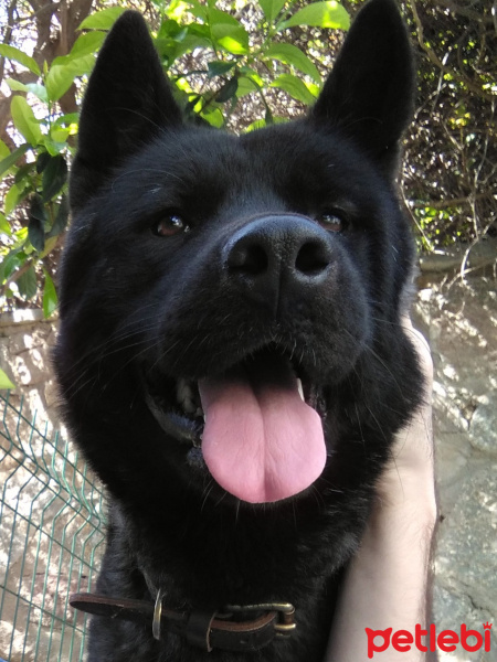 Akita İnu, Köpek  Frida fotoğrafı