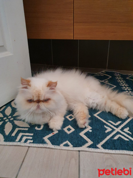İran Kedisi (Persian), Kedi  Behzat Ç fotoğrafı