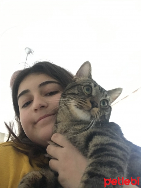 Tekir Kedi, Kedi  Taci fotoğrafı