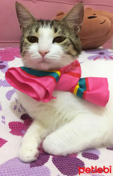 Tekir Kedi, Kedi  Mila fotoğrafı