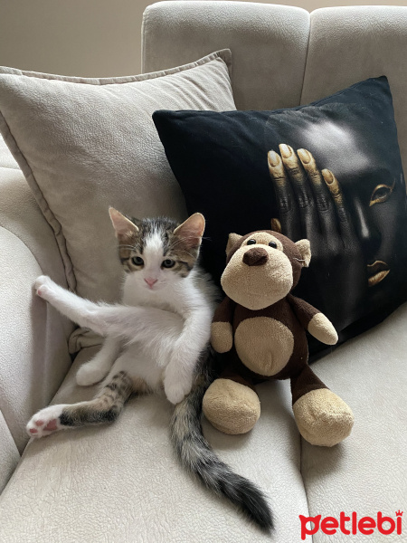 Tekir Kedi, Kedi  Mila fotoğrafı