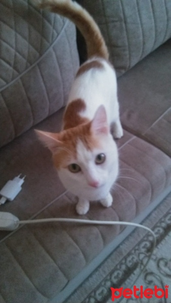Tekir Kedi, Kedi  Pamuk fotoğrafı