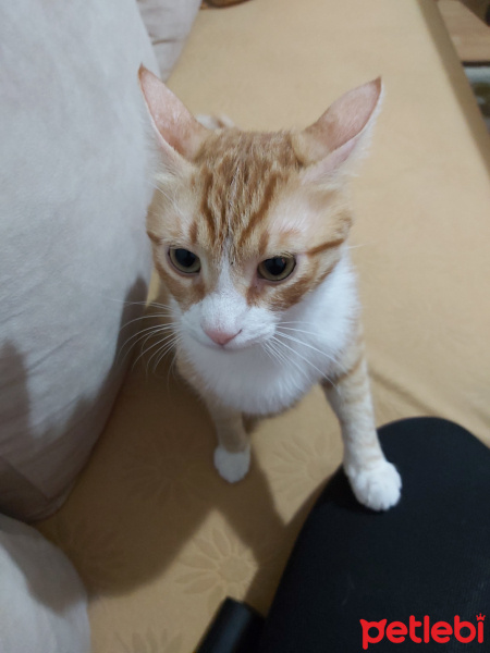Sarman, Kedi  Efes fotoğrafı
