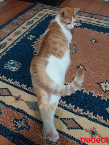 Sarman, Kedi  Hera fotoğrafı