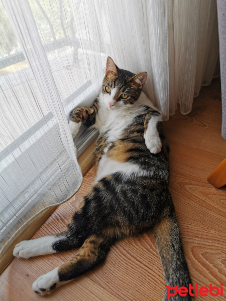 Tekir Kedi, Kedi  Vodka fotoğrafı