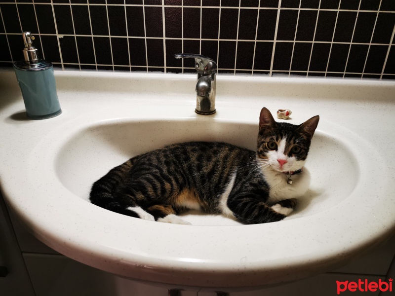 Tekir Kedi, Kedi  Vodka fotoğrafı