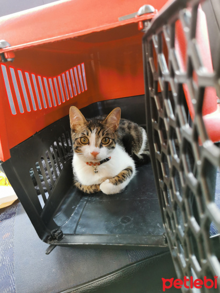 Tekir Kedi, Kedi  Vodka fotoğrafı