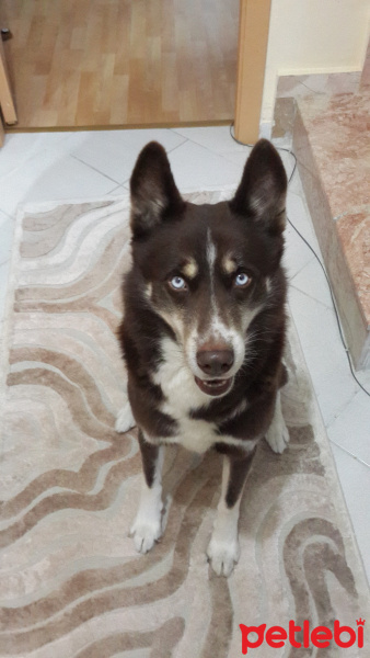 Sibirya Kurdu (Husky), Köpek  Oskar fotoğrafı