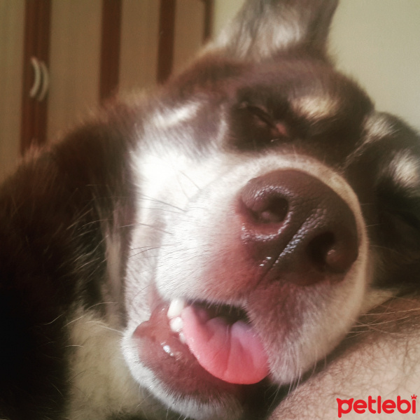 Sibirya Kurdu (Husky), Köpek  Oskar fotoğrafı