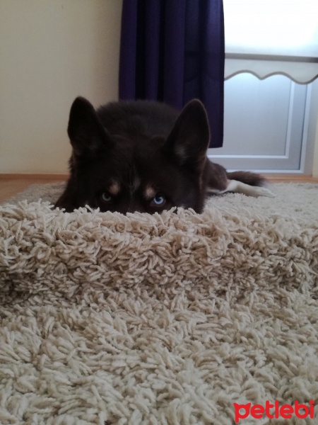 Sibirya Kurdu (Husky), Köpek  Oskar fotoğrafı