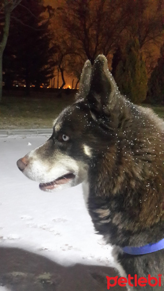 Sibirya Kurdu (Husky), Köpek  Oskar fotoğrafı