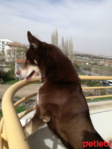 Sibirya Kurdu (Husky), Köpek  Oskar fotoğrafı